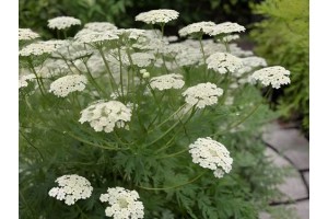 AMMI MAJUS BISHOPS FLOWER SEEDS - WHITE LACE FLOWER - 250 SEEDS AMMI MAJUS BISHOPS FLOWER SEEDS - WHITE LACE FLOWER - 250 SEEDS