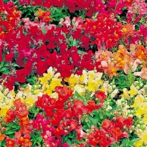 ANTIRRHINUM MAGIC CARPET MIX SEEDS - MIXED COLOUR SNAPDRAGON SEEDS - 500 SEEDS ANTIRRHINUM MAGIC CARPET MIX SEEDS - MIXED COLOUR SNAPDRAGON SEEDS - 500 SEEDS