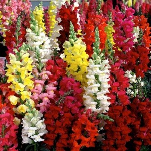 ANTIRRHINUM MAJUS TETRA MIX - MIXED COLOUR SNAPDRAGON - 500 SEEDS ANTIRRHINUM MAJUS TETRA MIX - MIXED COLOUR SNAPDRAGON - 500 SEEDS