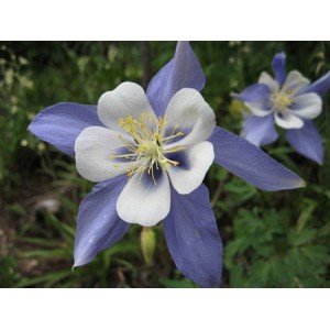 AQUILEGIA CAERULEA COLUMBINE BLUE - 100 SEEDS AQUILEGIA CAERULEA COLUMBINE BLUE - 100 SEEDS