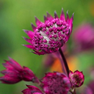 ASTRANTIA MAJOR BURGUNDY MANOR MASTERWORT PERENNIAL SEEDS - 25 SEEDS ASTRANTIA MAJOR BURGUNDY MANOR MASTERWORT PERENNIAL SEEDS - 25 SEEDS