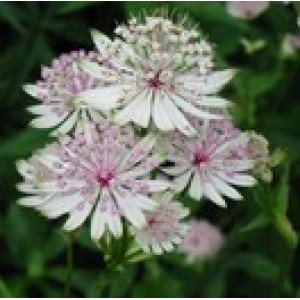 ASTRANTIA MAJOR ROMA ALBA WHITE HATTIES PIN CUSHION SEEDS - 25 SEEDS ASTRANTIA MAJOR ROMA ALBA WHITE HATTIES PIN CUSHION SEEDS - 25 SEEDS