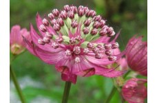 ASTRANTIA MAJOR PRIMADONNA SEEDS - DEEP PINK / RED SHADES - MASTERWORT - 25 SEEDS ASTRANTIA MAJOR PRIMADONNA SEEDS - DEEP PINK / RED SHADES - MASTERWORT - 25 SEEDS
