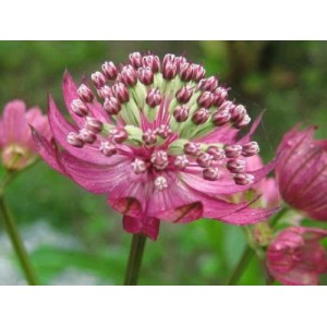 ASTRANTIA MAJOR PRIMADONNA SEEDS - DEEP PINK / RED SHADES - MASTERWORT - 25 SEEDS 