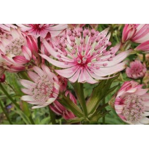 ASTRANTIA MAJOR SPARKLING STARS PINK MASTERWORT SEEDS - 25 SEEDS ASTRANTIA MAJOR SPARKLING STARS PINK MASTERWORT SEEDS - 25 SEEDS
