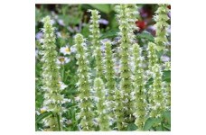 AGASTACHE MEXICANA WHITE GIANT HYSSOP SEEDS - 250 SEEDS