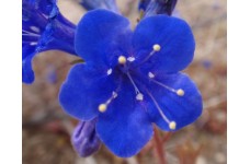 CALIFORNIA BLUEBELL - PHACELIA CAMPANULARIA - DESERT BLUEBELL - 250 SEEDS