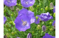 CAMPANULA CARPATICA BLUE SEEDS - TUSSOCK BELLFLOWER - 500 SEEDS CAMPANULA CARPATICA BLUE SEEDS - TUSSOCK BELLFLOWER - 500 SEEDS