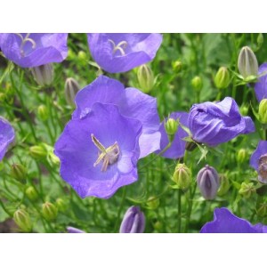 CAMPANULA CARPATICA BLUE SEEDS - TUSSOCK BELLFLOWER - 500 SEEDS