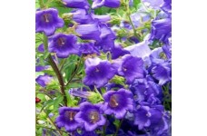 CAMPANULA MEDIUM SINGLE DARK BLUE SEEDS - BELLFLOWER CANTERBURY BELLS - 500 SEEDS CAMPANULA MEDIUM SINGLE DARK BLUE SEEDS - BELLFLOWER CANTERBURY BELLS - 500 SEEDS