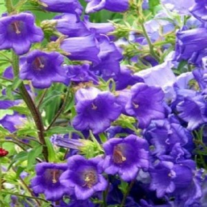 CAMPANULA MEDIUM SINGLE DARK BLUE SEEDS - BELLFLOWER CANTERBURY BELLS - 500 SEEDS