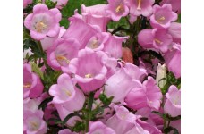 CAMPANULA MEDIUM SINGLE ROSE PINK SEEDS - BELLFLOWER CANTERBURY BELLS - 500 SEEDS CAMPANULA MEDIUM SINGLE ROSE PINK SEEDS - BELLFLOWER CANTERBURY BELLS - 500 SEEDS
