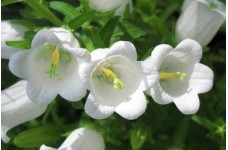 CAMPANULA MEDIUM SINGLE WHITE SEEDS - BELLFLOWER CANTERBURY BELLS - 500 SEEDS CAMPANULA MEDIUM SINGLE WHITE SEEDS - BELLFLOWER CANTERBURY BELLS - 500 SEEDS