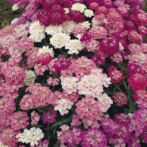 IBERIS UMBELLATA - CANDYTUFT DWARF FAIRY MIX - 250 SEEDS IBERIS UMBELLATA - CANDYTUFT DWARF FAIRY MIX - 250 SEEDS