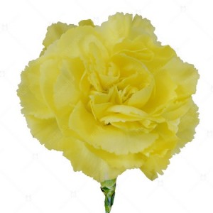 CARNATION CHABAUD MARIE YELLOW - DIANTHUS CARYOPHYLLUS - 50 SEEDS CARNATION CHABAUD MARIE YELLOW - DIANTHUS CARYOPHYLLUS - 50 SEEDS