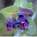 CERINTHE MAJOR - PURPURESCENS - HONEYWORT - BLUE SHRIMP - 20 SEEDS CERINTHE MAJOR - PURPURESCENS - HONEYWORT - BLUE SHRIMP - 20 SEEDS