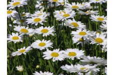 CHRYSANTHEMUM LEUCANTHEMUM MAY QUEEN SEEDS - OX-EYE DAISY - 500 SEEDS CHRYSANTHEMUM LEUCANTHEMUM MAY QUEEN SEEDS - OX-EYE DAISY - 500 SEEDS
