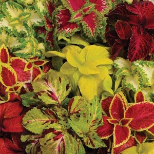 COLEUS WIZARD MIX (MIXED FOLIAGE COLOURS) - 50 SEEDS COLEUS WIZARD MIX (MIXED FOLIAGE COLOURS) - 50 SEEDS