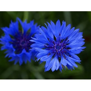 CENTAUREA CYANUS BLUE BALL - BLUE CORNFLOWER SEEDS - 100 SEEDS CENTAUREA CYANUS BLUE BALL - BLUE CORNFLOWER SEEDS - 100 SEEDS
