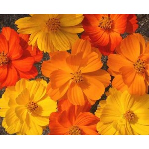 COSMOS BIPINNATUS BRIGHT LIGHTS MIX SEEDS - RED, ORANGE & YELLOW FLOWERS - 50 SEEDS COSMOS BIPINNATUS BRIGHT LIGHTS MIX SEEDS - RED, ORANGE & YELLOW FLOWERS - 50 SEEDS