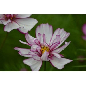 COSMOS BIPINNATUS FIZZY ROSE PICOTEE SEEDS - ROSE PINK FLOWERS - 50 SEEDS COSMOS BIPINNATUS FIZZY ROSE PICOTEE SEEDS - ROSE PINK FLOWERS - 50 SEEDS