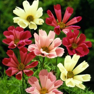 COSMOS BIPINNATUS SEASHELLS MIX SEEDS - WHITE, ROSE PINK FLOWERS - 50 SEEDS COSMOS BIPINNATUS SEASHELLS MIX SEEDS - WHITE, ROSE PINK FLOWERS - 50 SEEDS