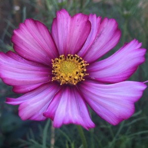 COSMOS BIPINNATUS PICOTEE SEEDS - WHITE FLOWERS WITH PINK & PURPLE - 50 SEEDS COSMOS BIPINNATUS PICOTEE SEEDS - WHITE FLOWERS WITH PINK & PURPLE - 50 SEEDS