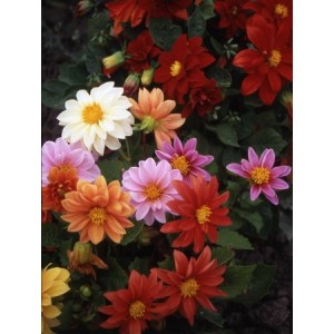DAHLIA VARIABILIS EARLY BIRD MIX - 50 SEEDS DAHLIA VARIABILIS EARLY BIRD MIX - 50 SEEDS