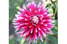 DAHLIA CACTUS MIX SEEDS - 50 SEEDS DAHLIA CACTUS MIX SEEDS - 50 SEEDS