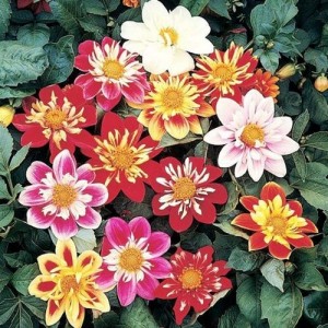 DAHLIA VARIABILIS DWARF DANDY MIX SEEDS - MIXED COLOUR FLOWERS - 50 SEEDS