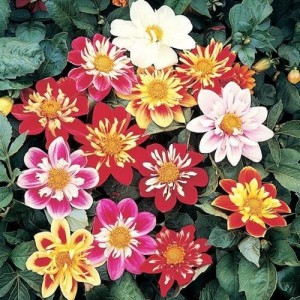DAHLIA VARIABILIS DWARF DANDY MIX SEEDS - MIXED COLOUR FLOWERS - 50 SEEDS DAHLIA VARIABILIS DWARF DANDY MIX SEEDS - MIXED COLOUR FLOWERS - 50 SEEDS