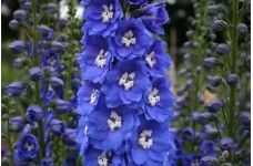 DELPHINIUM PACIFIC GIANT BLUE BIRD SEEDS - BRIGHT BLUE FLOWERS WITH WHITE BEE - 50 SEEDS
