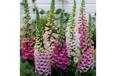 DIGITALIS FOXGLOVE EXCELSIOR SEEDS - MIXED COLOUR SEEDS - 500 SEEDS DIGITALIS FOXGLOVE EXCELSIOR SEEDS - MIXED COLOUR SEEDS - 500 SEEDS