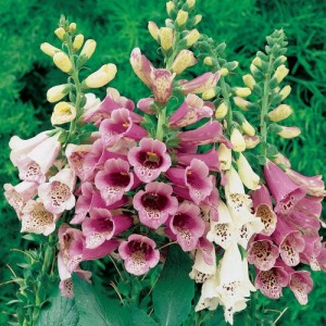 DIGITALIS PURPUREA FOXY FOXGLOVE SEEDS - MIXED COLOURS - 500 SEEDS DIGITALIS PURPUREA FOXY FOXGLOVE SEEDS - MIXED COLOURS - 500 SEEDS