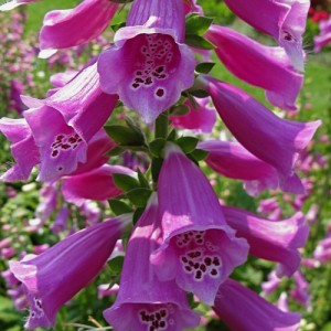 DIGITALIS PURPUREA NATIVE FOXGLOVE - PURPLE FOXGLOVE - 500 SEEDS DIGITALIS PURPUREA NATIVE FOXGLOVE - PURPLE FOXGLOVE - 500 SEEDS