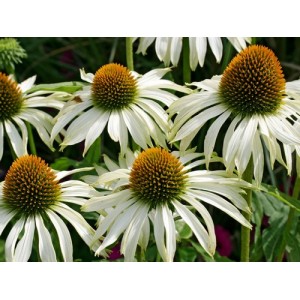 ECHINACEA PURPUREA WHITE SWAN SEEDS - WHITE CONEFLOWER - 25 SEEDS ECHINACEA PURPUREA WHITE SWAN SEEDS - WHITE CONEFLOWER - 25 SEEDS