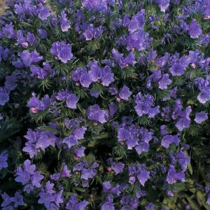 ECHIUM VULGARE BLUE BEDDER SEEDS - BLUE BELL SHAPED FLOWERS - 100 SEEDS