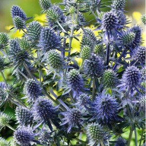 ERYNGIUM PLANUM SEEDS - BLUE ERYNGO - FLAT SEA HOLLY - 50 SEEDS ERYNGIUM PLANUM SEEDS - BLUE ERYNGO - FLAT SEA HOLLY - 50 SEEDS