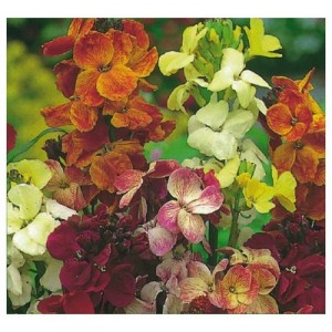 ERYSIMUM CHEIRI MY FAIR LADY MIX SEEDS - ENGLISH WALLFLOWER - 150 SEEDS ERYSIMUM CHEIRI MY FAIR LADY MIX SEEDS - ENGLISH WALLFLOWER - 150 SEEDS