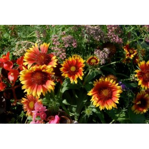GAILLARDIA ARISTATA GRANDIFLORA MIXED SEEDS - BLANKET FLOWER - 100 SEEDS GAILLARDIA ARISTATA GRANDIFLORA MIXED SEEDS - BLANKET FLOWER - 100 SEEDS