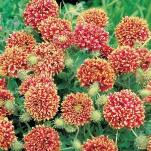 GAILLARDIA SUNDANCE BI-COLOUR SEEDS - 50 SEEDS GAILLARDIA SUNDANCE BI-COLOUR SEEDS - 50 SEEDS