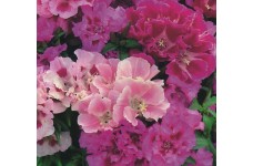GODETIA CROWN DOUBLE MIX SEEDS - MIXED COLOUR FLOWERS - 500 SEEDS