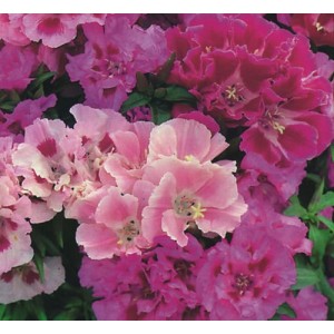 GODETIA CROWN DOUBLE MIX SEEDS - MIXED COLOUR FLOWERS - 500 SEEDS