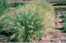 ERAGROSTIS ELEGANS - LOVE GRASS ORNAMENTAL GRASS SEEDS - 250 SEEDS ERAGROSTIS ELEGANS - LOVE GRASS ORNAMENTAL GRASS SEEDS - 250 SEEDS