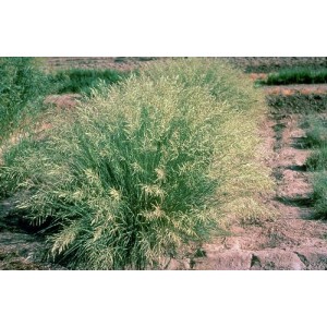 ERAGROSTIS ELEGANS - LOVE GRASS ORNAMENTAL GRASS SEEDS - 250 SEEDS