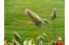 PHALARIS CANARIENSIS - CANARY GRASS ORNAMENTAL GRASS SEEDS - 250 SEEDS PHALARIS CANARIENSIS - CANARY GRASS ORNAMENTAL GRASS SEEDS - 250 SEEDS