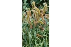 SETARIA ITALICA - FOXTAIL MILLET ORNAMENTAL GRASS SEEDS - 250 SEEDS SETARIA ITALICA - FOXTAIL MILLET ORNAMENTAL GRASS SEEDS - 250 SEEDS