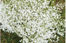 GYPSOPHILA PANICULATA SNOWFLAKE SEEDS - BABYS BREATH - 250 SEEDS GYPSOPHILA PANICULATA SNOWFLAKE SEEDS - BABYS BREATH - 250 SEEDS