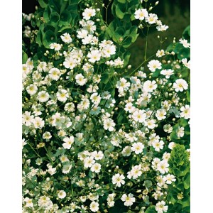 GYPSOPHILA PANICULATA ALBA WHITE SEEDS - 350 SEEDS GYPSOPHILA PANICULATA ALBA WHITE SEEDS - 350 SEEDS