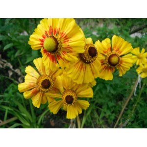 HELENIUM AUTUMNALE BUTTERPAT SEEDS - 50 SEEDS HELENIUM AUTUMNALE BUTTERPAT SEEDS - 50 SEEDS